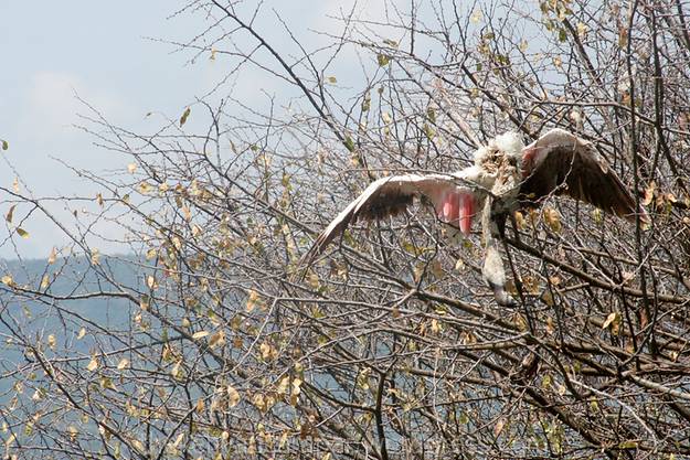 bogoria-national-reserve-camping-kenya09 - Copy
