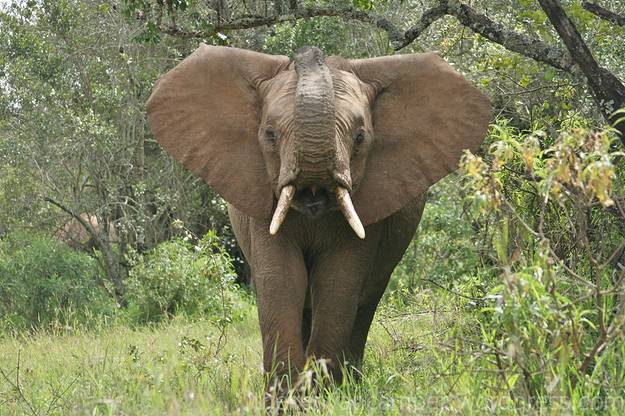 ngare-ndare-kenya-camping11