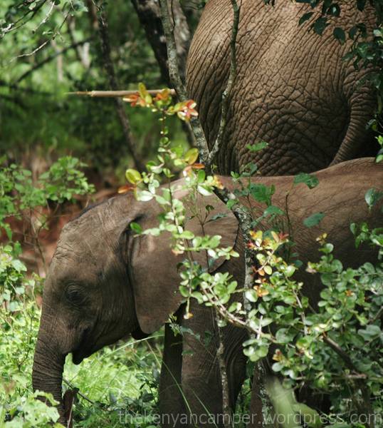 ngare-ndare-kenya-camping12