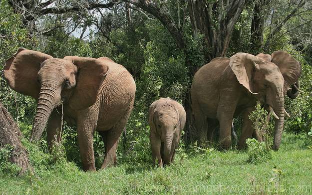 ngare-ndare-kenya-camping25