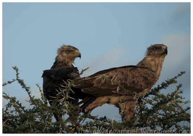 samburu-national-reserve-camping-kenya-camping12
