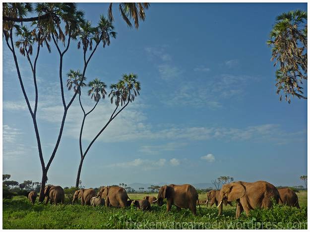 samburu-national-reserve-camping-kenya-camping21