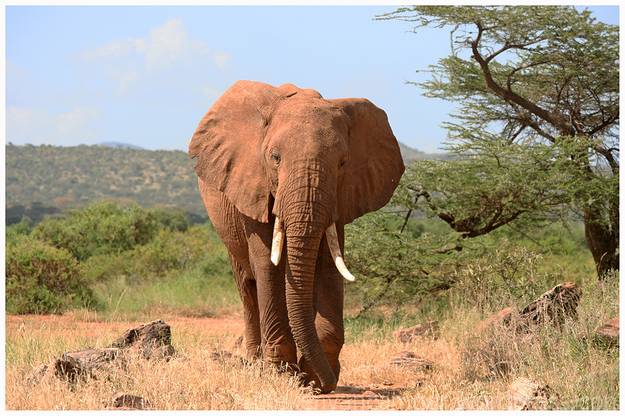 samburu-national-reserve-camping-kenya-camping23