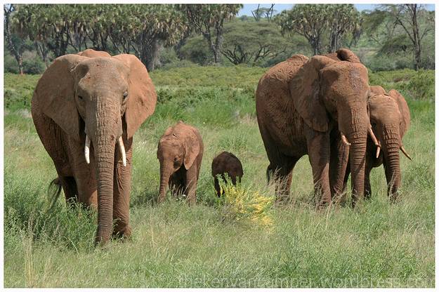 samburu-national-reserve-camping-kenya-camping24