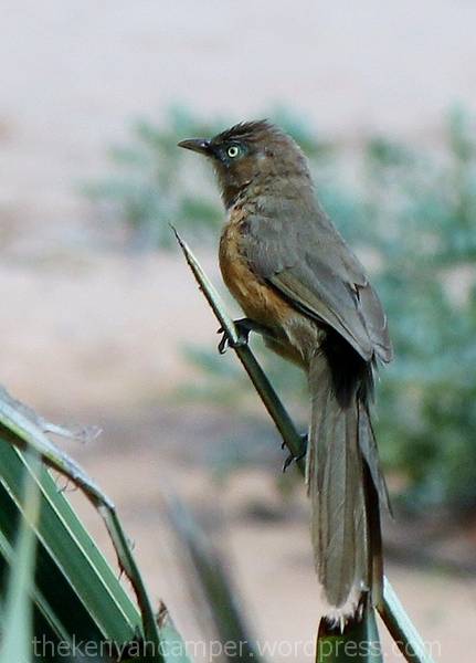 sera-wildlife-conservancy--kenya-bandas-22