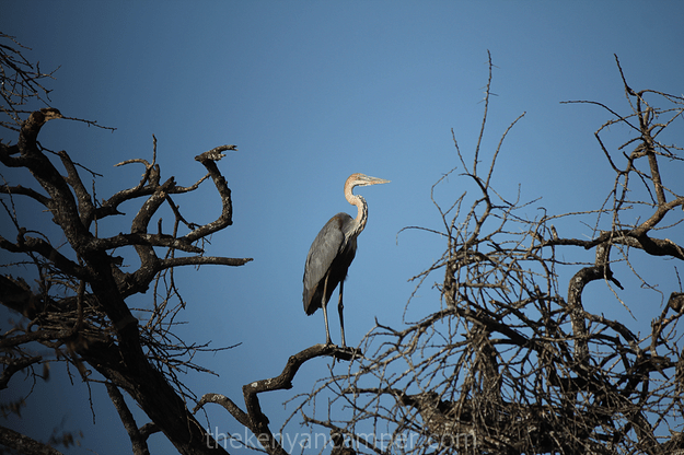 mwea-national-reserve-camping-kenya-13
