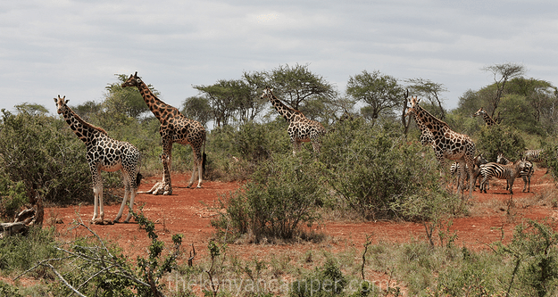 mwea-national-reserve-camping-kenya-15