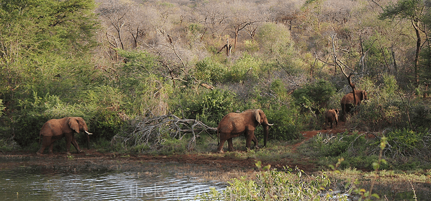 mwea-national-reserve-camping-kenya-33