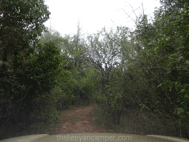 mukogodo-forest-camping-kenya-09