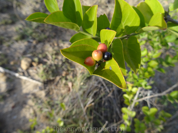 mukogodo-forest-camping-kenya-10