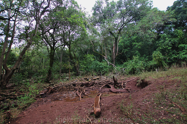 mukogodo-forest-camping-kenya-16