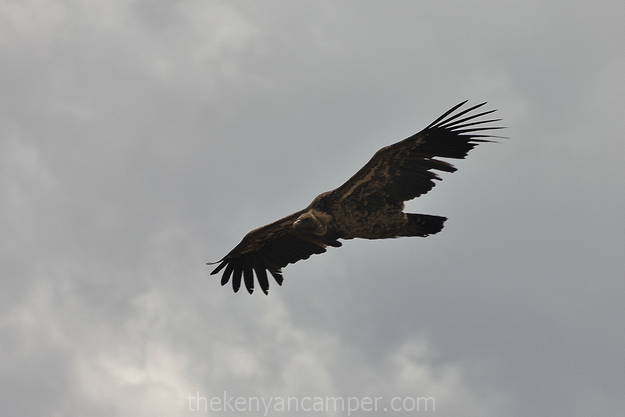 ololokwe-samburu-camping-kenya-31