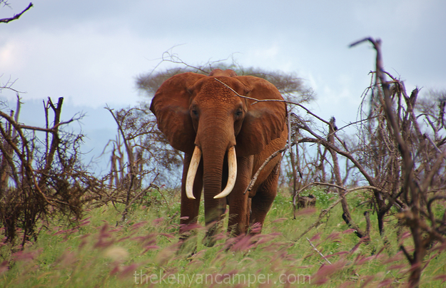 lumo-tsavo-camping-kenya-09