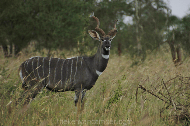 lumo-tsavo-camping-kenya-17