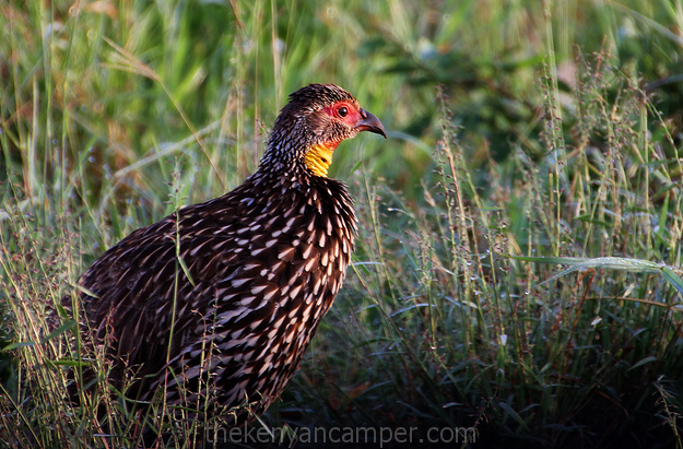 lumo-tsavo-camping-kenya-62