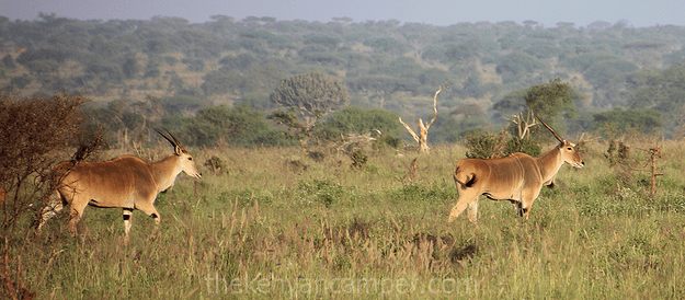 lumo-tsavo-camping-kenya-67