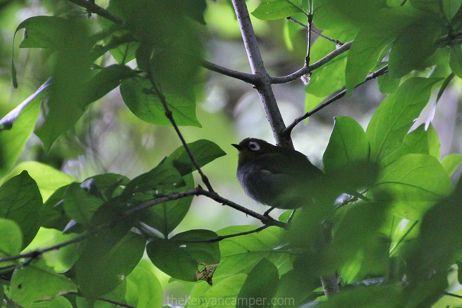 taita-hills-camping-kenya-25