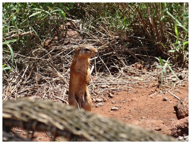 cookswell-jikos-review-kenya-20