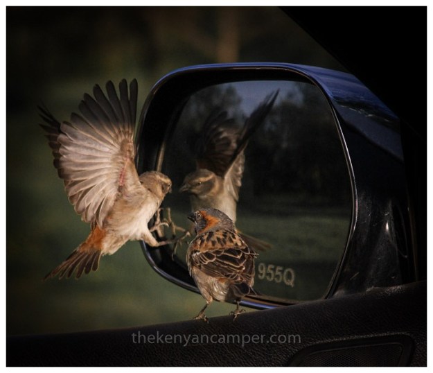 camping-naivasha-mount longonot-7