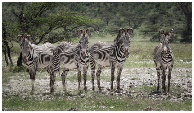 nakuprat-gotu-conservancy-kenya6