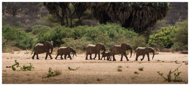 sera-conservancy-rhino-camping-kenya-5