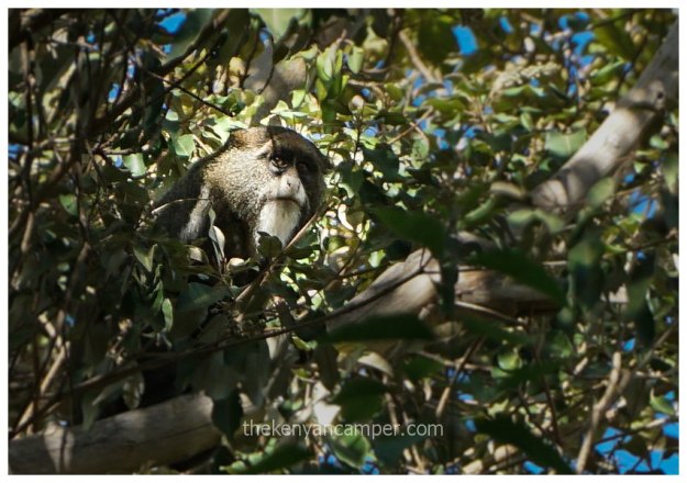 namunyak-mathews-range-samburu-kenya-21