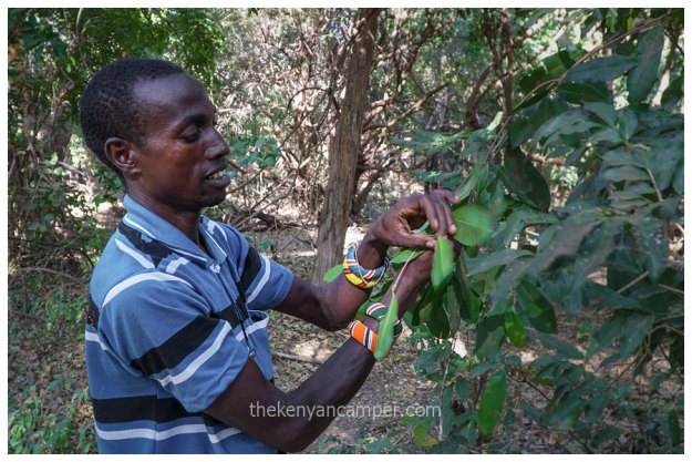 namunyak-mathews-range-samburu-kenya-28