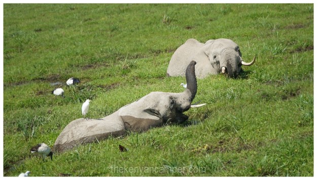amboseli-olgulului-nyiri-desert-camping-kenya-51