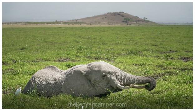 amboseli-olgulului-nyiri-desert-camping-kenya-52