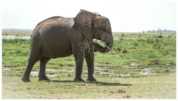 amboseli-olgulului-nyiri-desert-camping-kenya-55