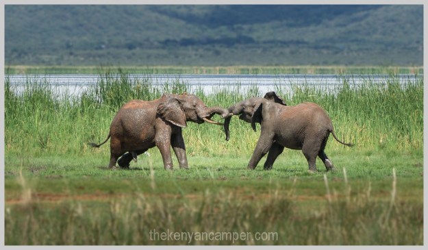 lake-chala-tsavo-west-lake-jipe-camping-kenya-62