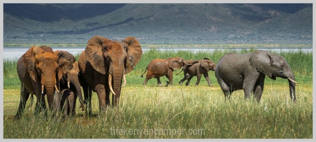 lake-chala-tsavo-west-lake-jipe-camping-kenya-65