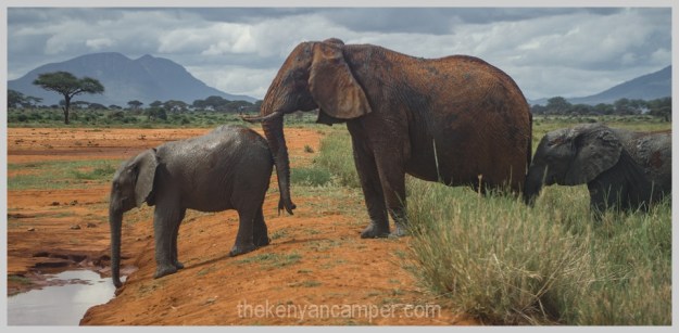 lake-chala-tsavo-west-lake-jipe-camping-kenya-76