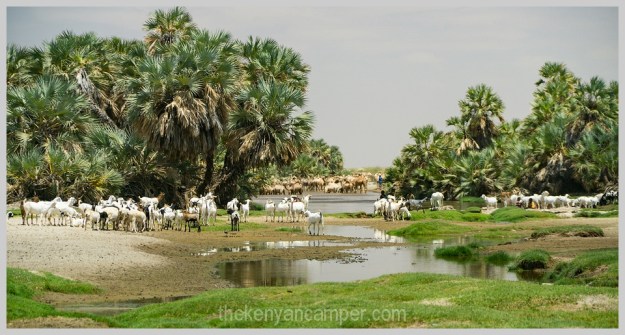 ngurunit-turkana-kalacha-marsabit-camping-kenya-139