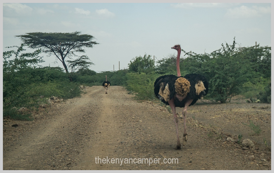 bogoria-baringo-maji-moto-camping-kenya-58