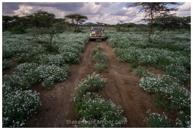 shaba-national-reserve-isiolo-camping-kenya-36