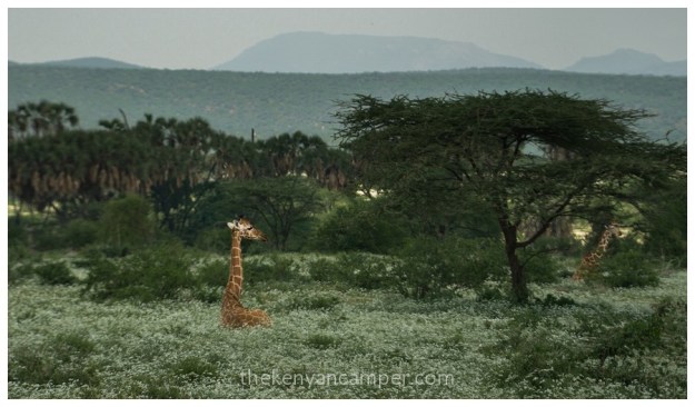 shaba-national-reserve-isiolo-camping-kenya-27