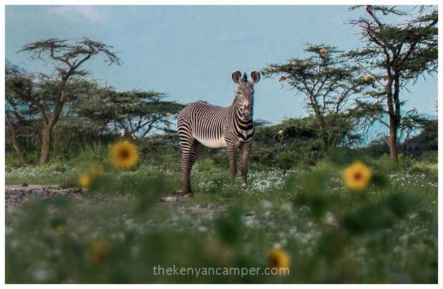shaba-national-reserve-isiolo-camping-kenya-55