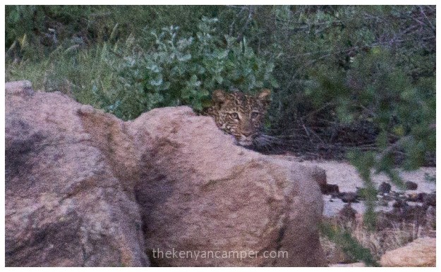 shaba-national-reserve-isiolo-camping-kenya-74