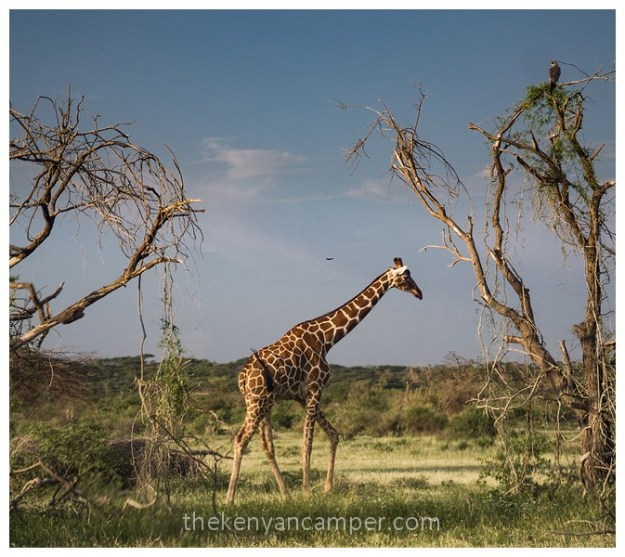 shaba-national-reserve-isiolo-camping-kenya-91