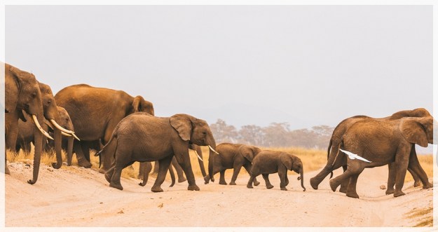 Kimana Article- Mark-1petersize10