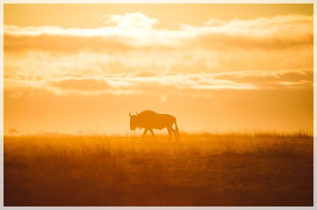 Kimana Article-3petersize10