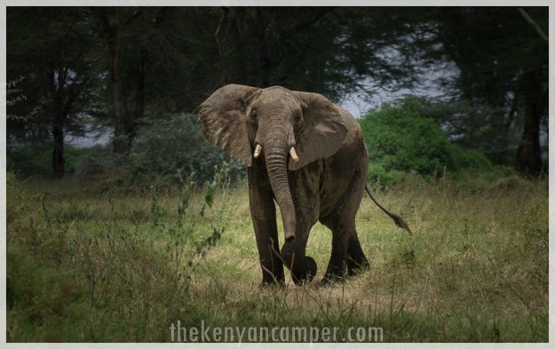 kimana-sanctuary-amboseli-kenya-11