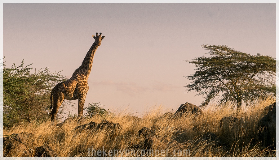 kimana-sanctuary-amboseli-kenya-19