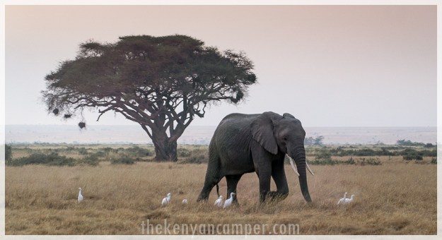 kimana-sanctuary-amboseli-kenya-25