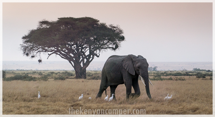 kimana-sanctuary-amboseli-kenya-25