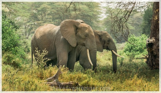kimana-sanctuary-amboseli-kenya-4