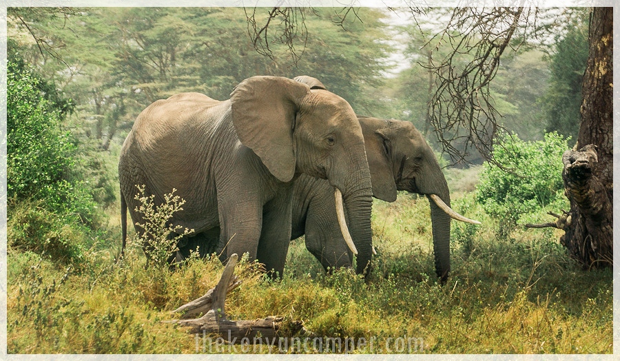 kimana-sanctuary-amboseli-kenya-4