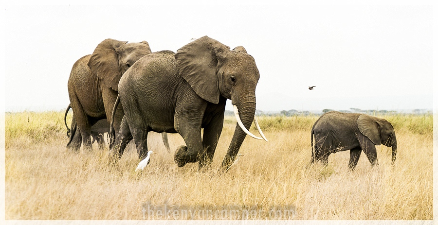 kimana-sanctuary-amboseli-kenya-51