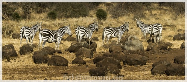 kimana-sanctuary-amboseli-kenya-70